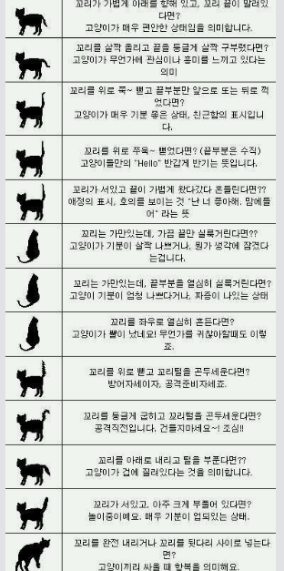 “고양이의 특이한 행동과 그에 따른 의미”