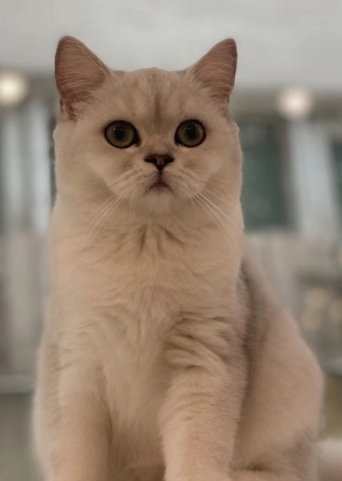 브리티시 쇼트헤어 고양이: 사랑스럽고 매력적인 털 친구