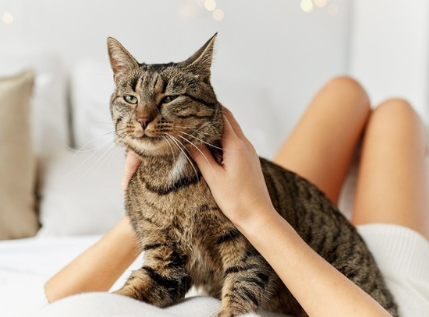 고양이 훈련의 비밀: 사랑과 인내로 교감을 쌓는 방법